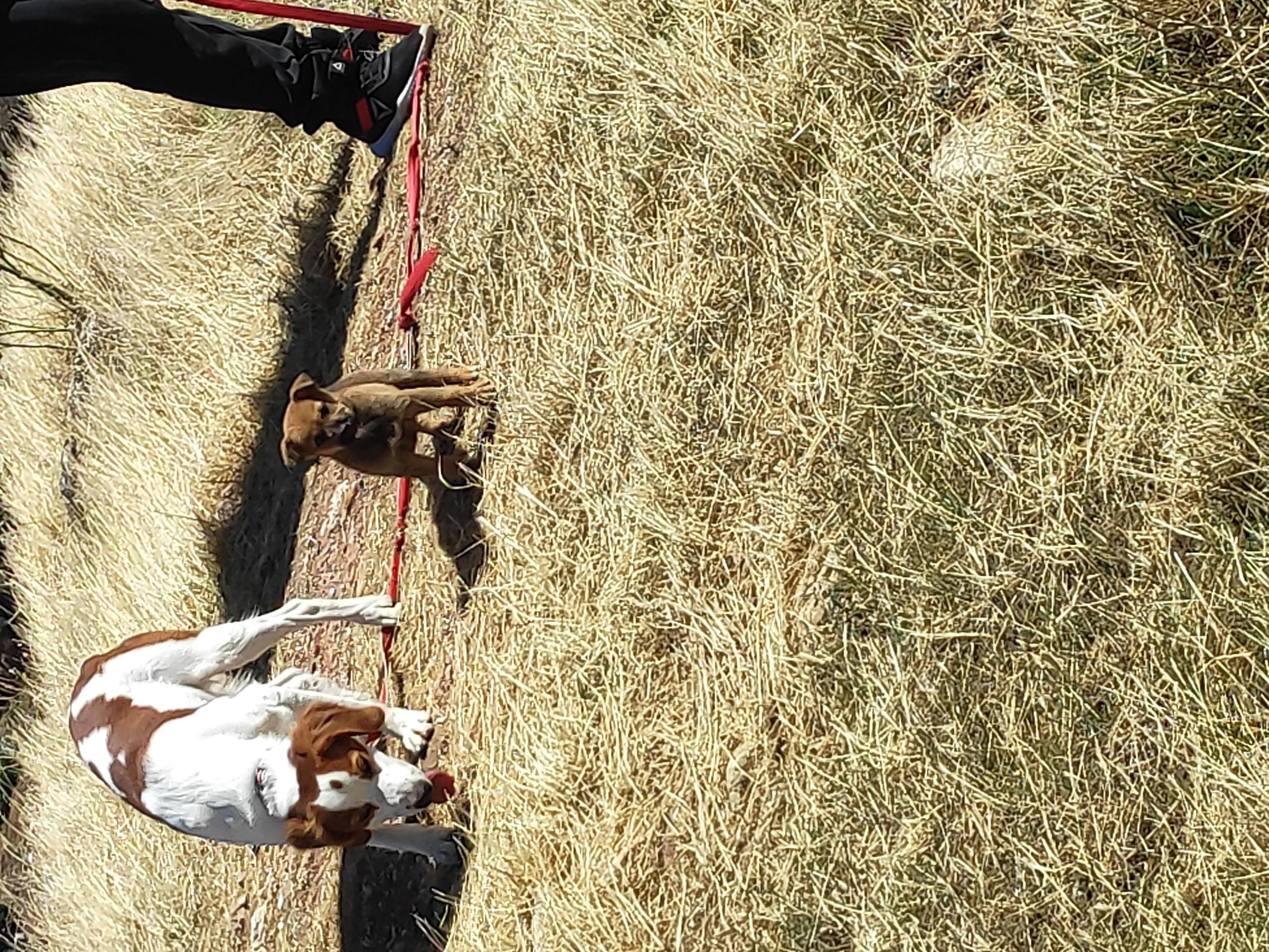 Dos perros de paseo en campo — guardería canina Churriana Málaga