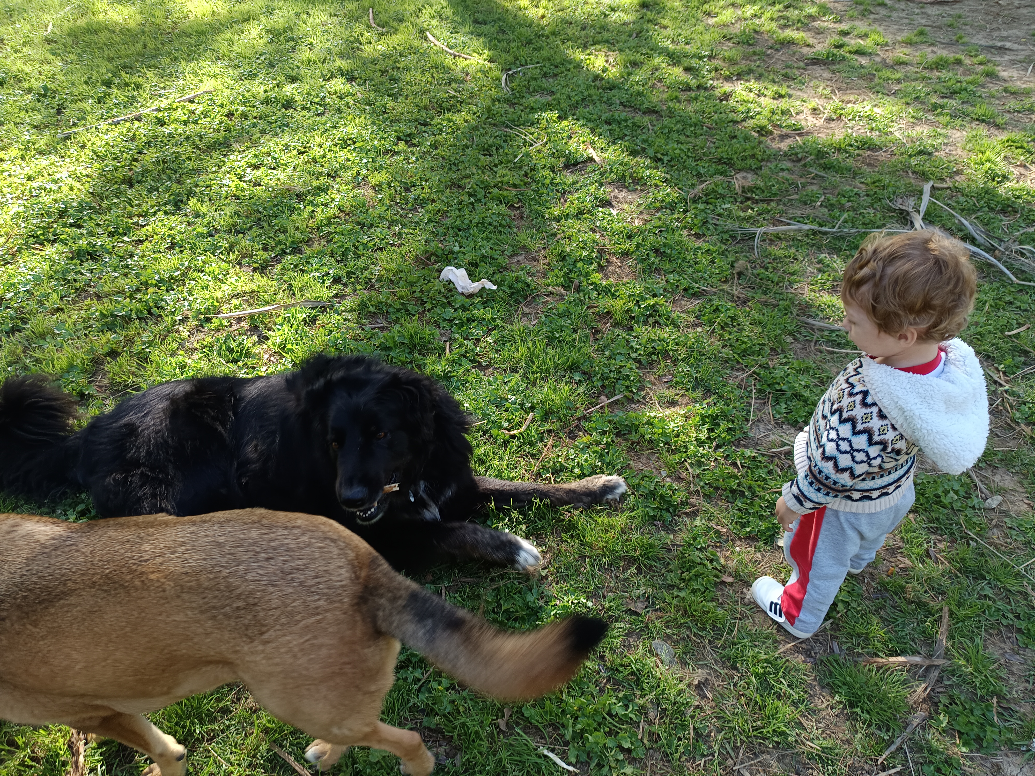 Dos perros jugando con niño en prado — guardería canina Churriana Málaga