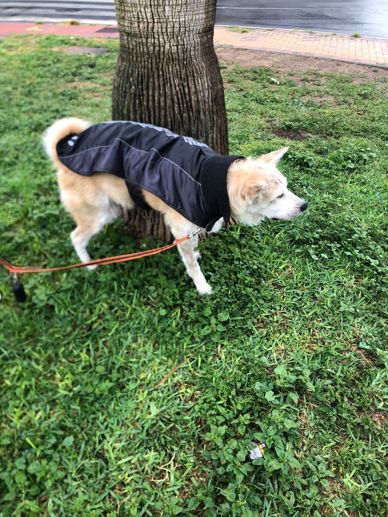 Shiba inu de paseo en guardería canina Churriana Málaga