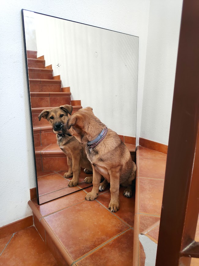 Cachorro pastor alemán mirándose en espejo en instalaciones Churriana