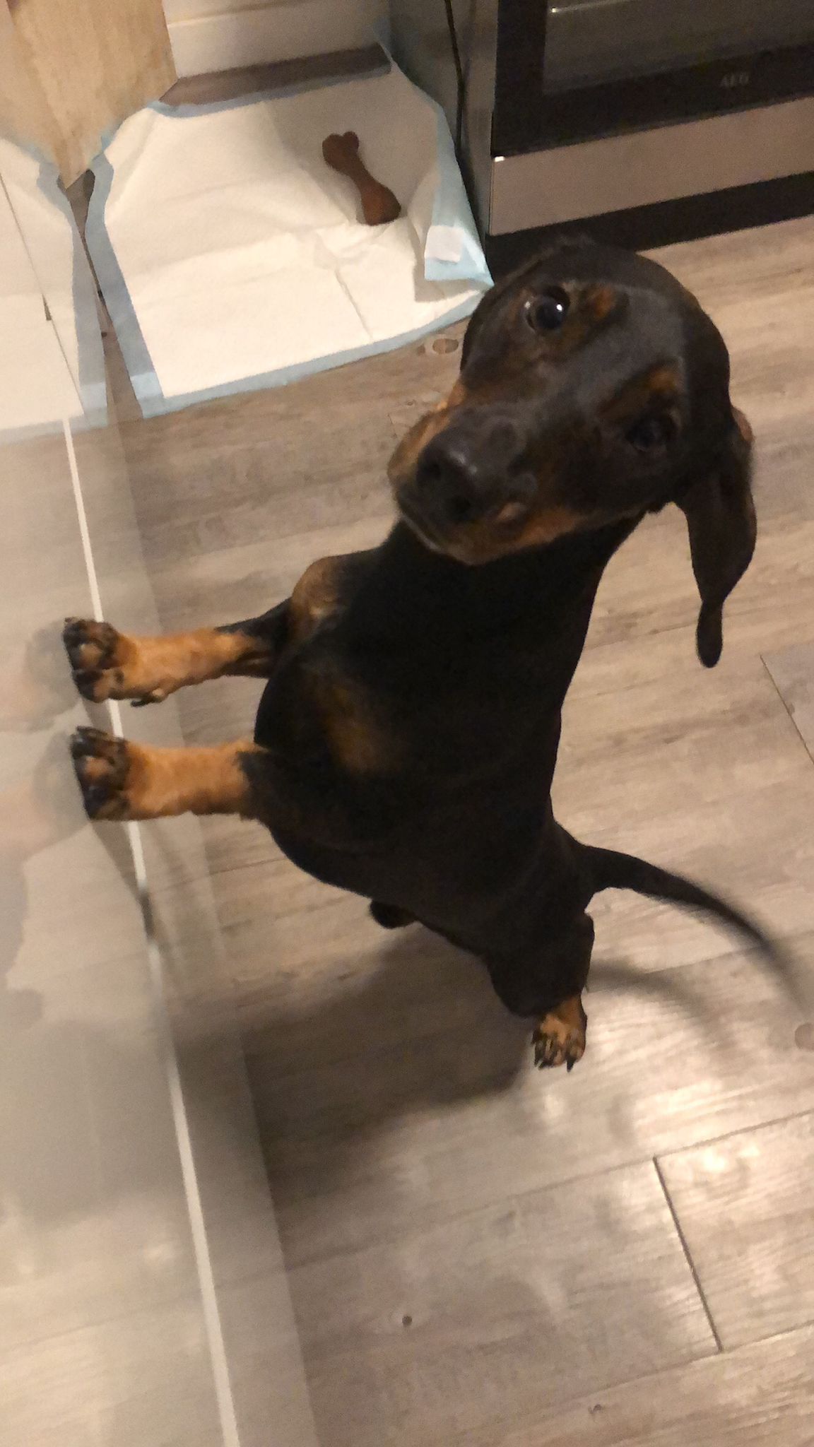 Dachshund teckel negro y fuego en Hotel Canino Churriana