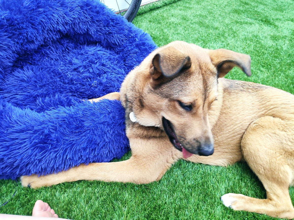 Perro mestizo descansando en césped artificial Hotel Canino Churriana