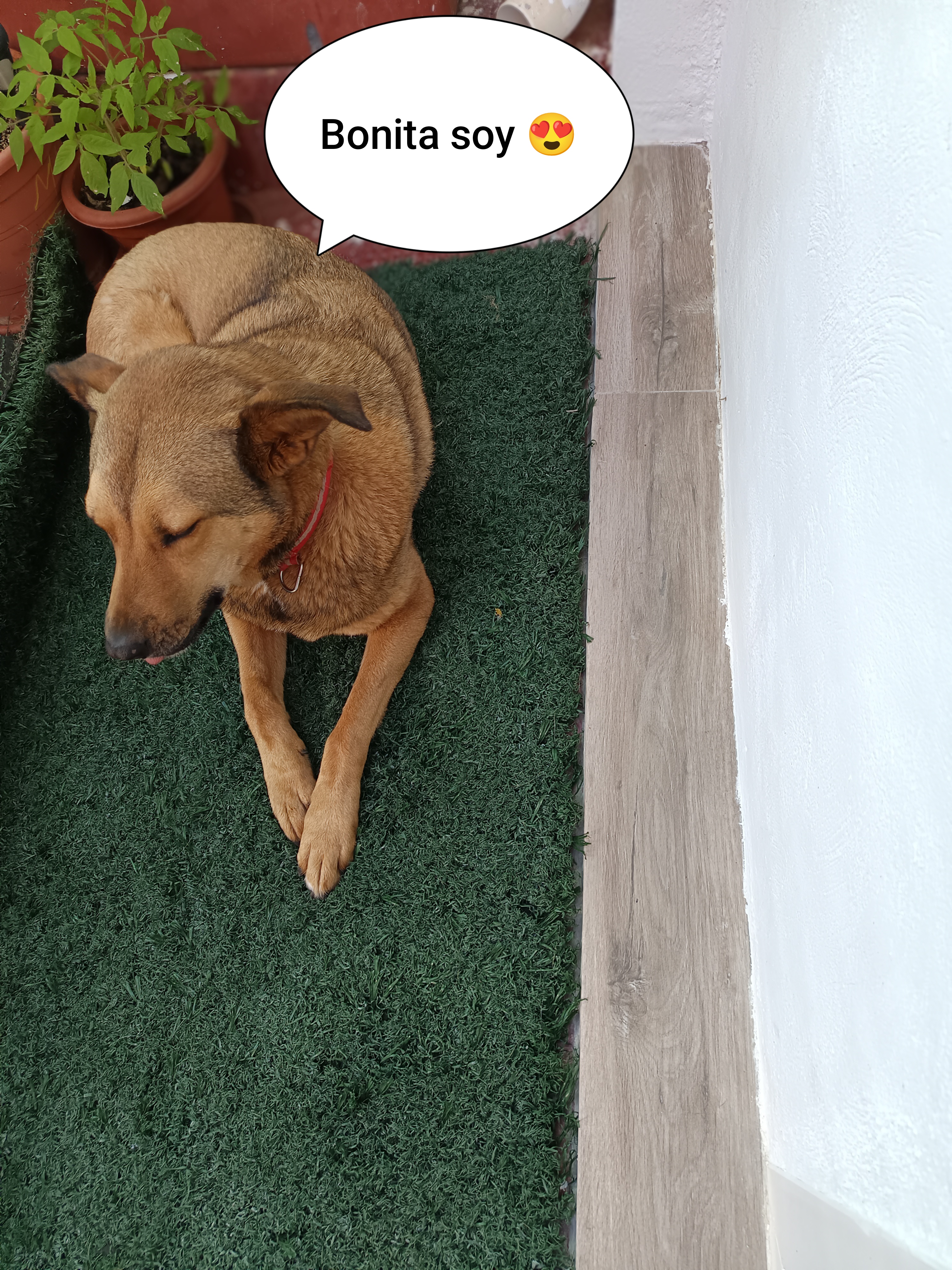 Perro mestizo relajado en terraza con césped artificial en Churriana