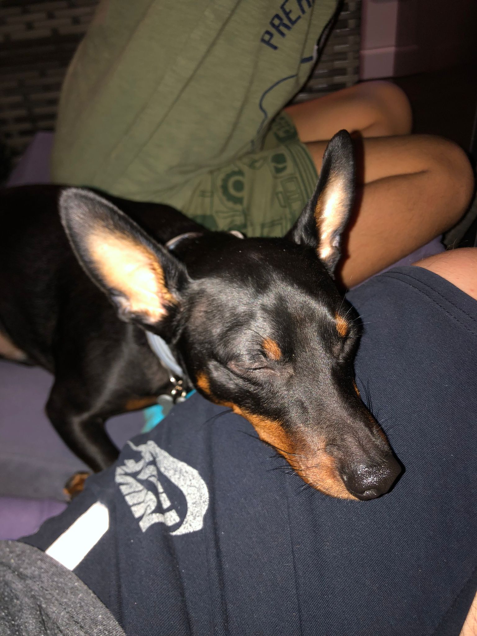 Pinscher miniatura durmiendo plácidamente en hotel canino Málaga