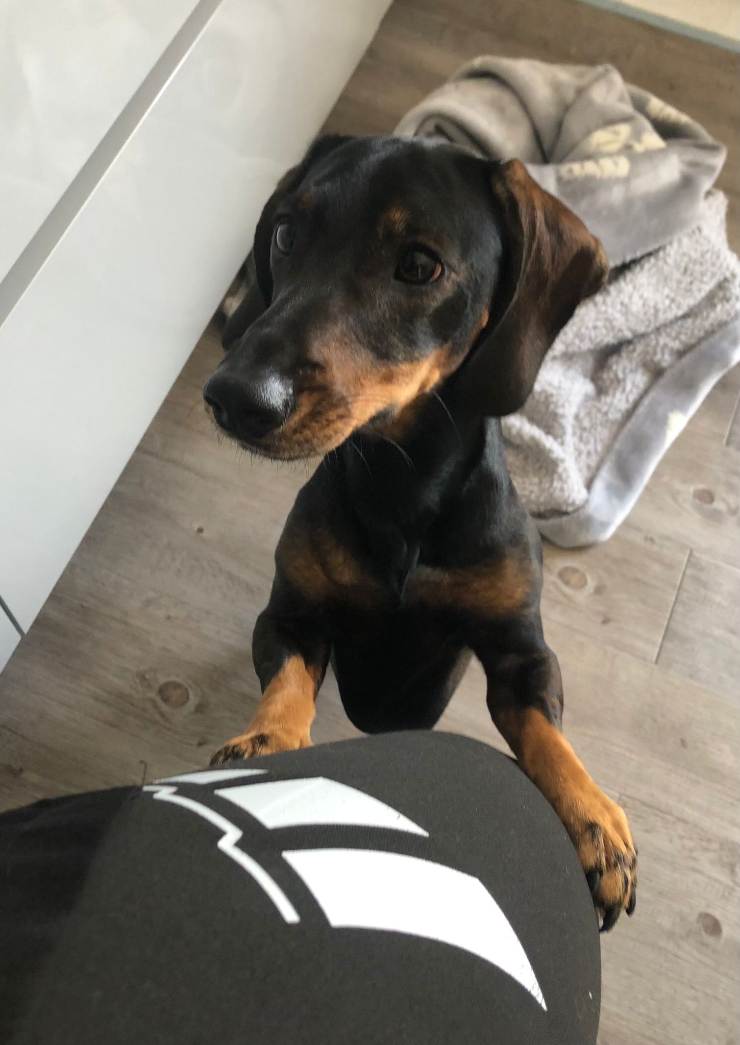 Teckel negro y fuego apoyado en la cuidadora en hotel canino Málaga